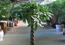 发财树需要修剪枝叶吗？