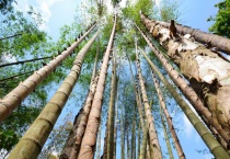 巨龙竹适合在哪里生长