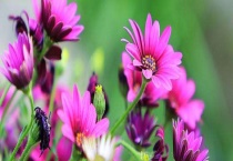 花期长的花卉有哪些 不同的品种花期不同