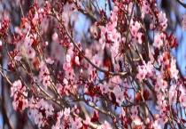 元旦开花的花卉有哪些 有什么寓意