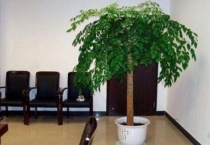 幸福树叶子全干了能活吗？