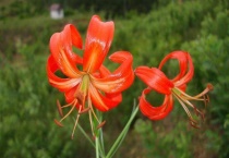 火红的萨日朗是什么花