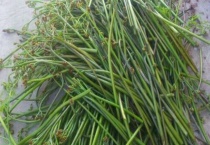 野生蕨致癌吗？