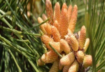 松花粉到底是不是骗局 附使用注意事项