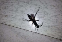 黑飞蚁和白蚁怎么区分