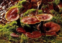 芦阳芝是什么？