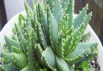 卧室里适合养哪些花 主要有这几种