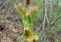 刺老芽是什么树
