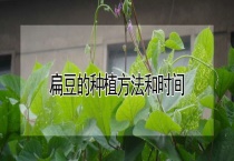 扁豆的种植方法和时间