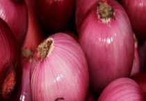 洋葱产地在哪里 附适合洋葱的种植条件