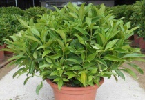 如何让非洲茉莉开花