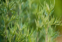 艾草和野艾蒿一样吗？