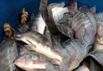 钓罗非鱼用什么饵料？罗非鱼吃什么食物 附钓法技巧