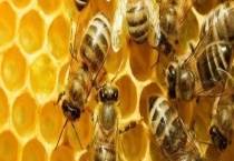 中蜂起雄蜂就会分蜂吗 有以下几种情况