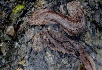 娃娃鱼养殖前景 娃娃鱼养殖适合广大农村养殖