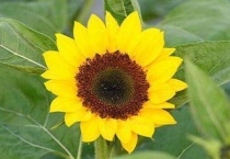 葵花籽怎么种尖朝上还是朝下