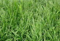 麦冬与吉祥草有什么不同 从产地、叶子、果实、花期上区分