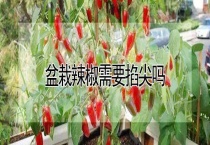 盆栽辣椒需要掐尖吗？
