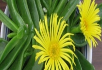 佛手掌叶子软是怎么了 变软了怎么办？