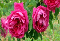 四季玫瑰苗一棵的价格怎么样 盆栽叶子发黄有什么解决多久？