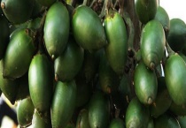 槟榔是否可以生吃 槟榔有什么危害和价值