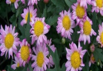 多头菊的花期在几月 附多头菊的养殖多久？