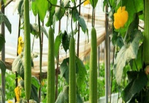 丝瓜和黄瓜的区别？ 附丝瓜别称