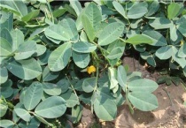 花生播种后腐烂怎么多久？