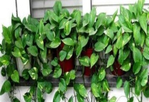 吸收甲醛效果比较好的植物有哪些 快来看看吧