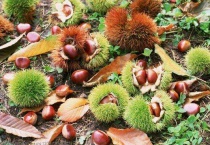 板栗树什么时候发芽