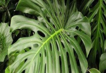 龟背竹病害防治方法 龟背竹叶片变黄的原因是什么？