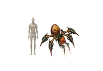 什么是人面蜘蛛