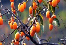 柿子树叶子卷是怎么回事