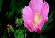 芙蓉和荷花的区别？