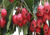 山里红树结果需要几年 山里红与山楂的区别？是什么？