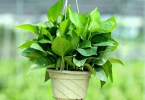 绿萝储水盆的水位多高为好