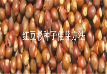 红豆杉种子催芽多久？