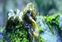 地皮菜是不是发物 地皮菜的食用禁忌有哪些？