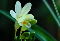 香雪兰种球怎么保存