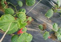 黄瓜冻害怎么办？