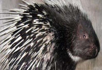 豪猪常见疾病的治疗方法 急性肺炎怎么防治