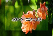 石榴树开花不结果是什么原因？