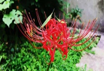 彼岸花与曼陀罗有什么不同 从科属、别称、形态上区分