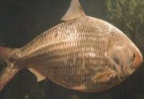 鲥鱼属于淡水鱼还是海鱼 附人工养殖多久？