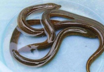 鳗鱼和鳝鱼是一种鱼吗？