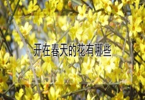 开在春天的花有哪些？
