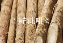 牛蒡在农村叫什么？