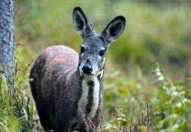 林麝是几级保护动物