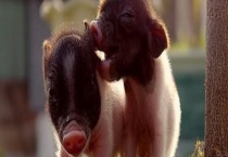 猪高热病的治疗方法 猪高热病的发病特点和临床症状