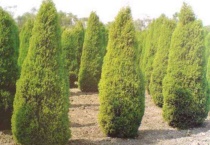 刺柏的养护怎么做？